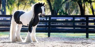 Ocala Gypsy Gold Horse Farm Walking Tour