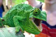 Maui Rainforest and Waterfall Walk & Swim thumbnail 3
