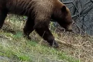 Skagway Sled Dog Adventure and Gold Panning 4.5 hr thumbnail 2