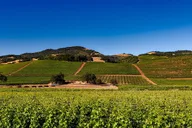Sonoma and Napa Wine Tour Private 8-10 Hours thumbnail 4
