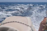 Newport Beach Whale and Dolphin Watching Tour 2 hr thumbnail 6