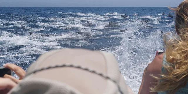 Newport Beach Whale and Dolphin Watching Tour 2 hr - Image 6