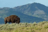 Yellowstone National Park 2-Day Tour thumbnail 4