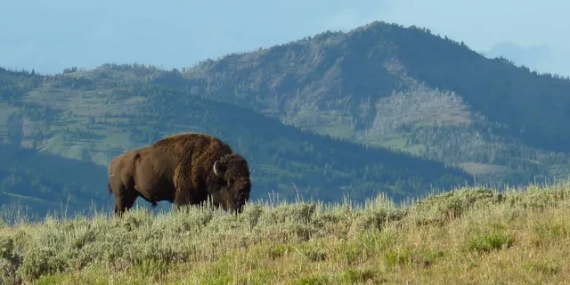 Yellowstone National Park 2-Day Tour - Image 4