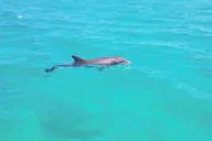 Panama City Beach Jet Ski Adventure thumbnail 6