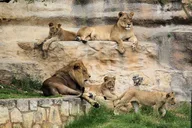 San Antonio Explorer Pass thumbnail 6