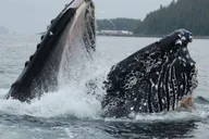 Hoonah Whale Watching Cruise thumbnail 1
