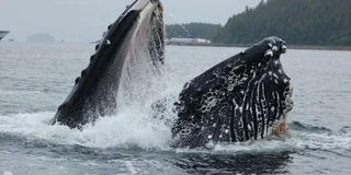 Hoonah Whale Watching Cruise