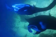 Kona Manta Ray Snorkel Tour thumbnail 2