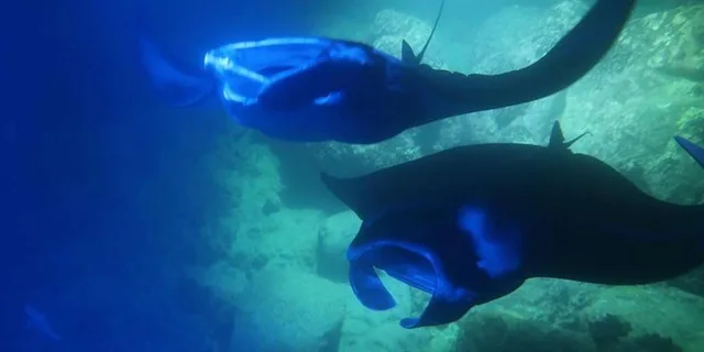 Kona Manta Ray Snorkel Tour - Image 2