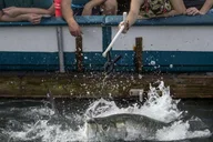 Miami Fish Feeding Experience thumbnail 2