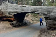 Los Angeles Sequoia and Kings Canyon Private Tour thumbnail 4