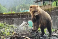 Sitka Bears, Eagles & Totem Forest Walk thumbnail 3
