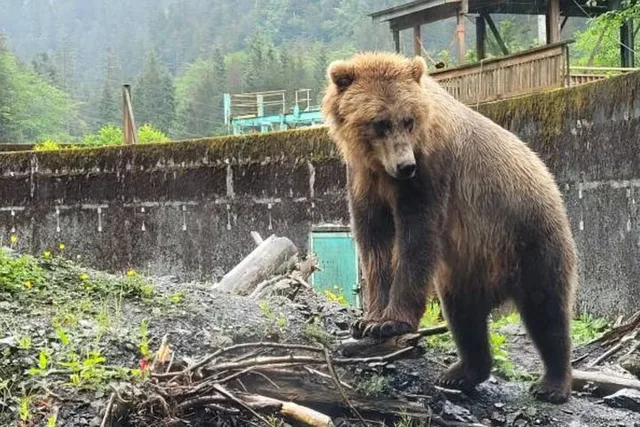Sitka Bears, Eagles & Totem Forest Walk - Image 3