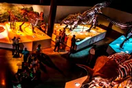 Houston Museum Pass thumbnail 1