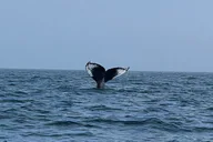Portland Whale Watching Tour thumbnail 4