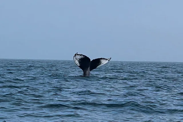 Portland Whale Watching Tour - Image 4