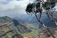 Kauai Highlights Tour Featuring Waimea Canyon thumbnail 1