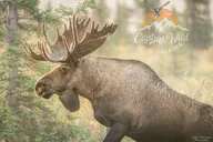 Fairbanks Photography Workshop thumbnail 3