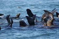 Bodega Bay Sailing Tour thumbnail 3