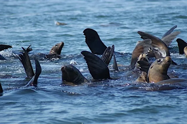 Bodega Bay Sailing Tour - Image 3