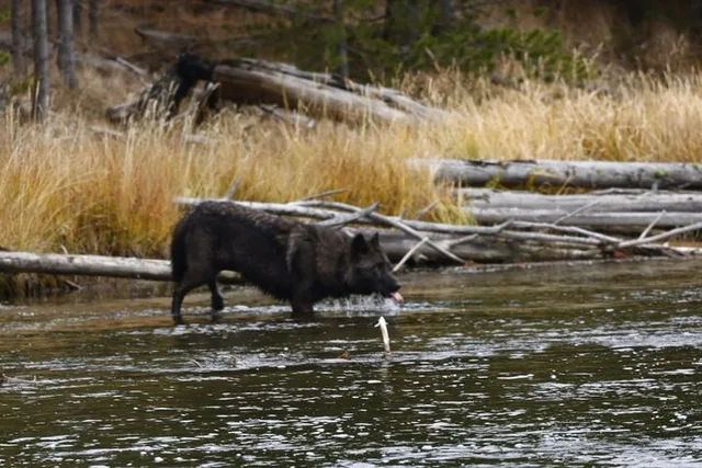 Yellowstone Private Tour with Iconic Sites 2 Days - Image 4