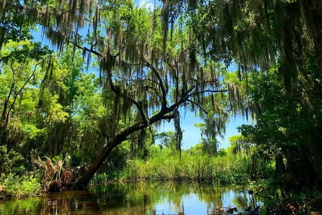 New Orleans Swamp Boat Tour Adventure - Image 3