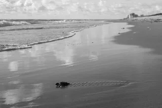 Juno Beach Sea Turtle Hatchling Release