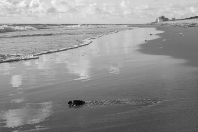 Juno Beach Sea Turtle Hatchling Release - Image 1
