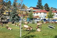 Denver Rocky Mountain National Park Tour thumbnail 2