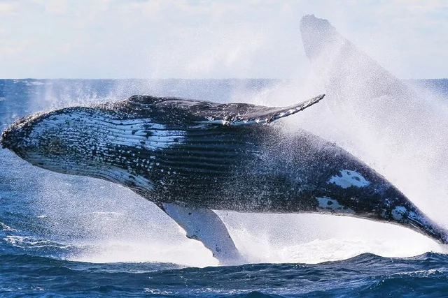 Honolulu Whale Watching and Sunrise Breakfast Cruise - Image 5