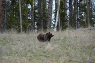 Yellowstone Lamar Valley Wildlife Hike Full Day thumbnail 5