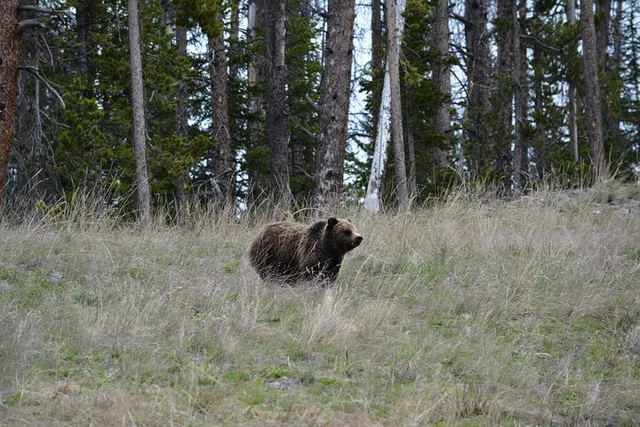 Yellowstone Lamar Valley Wildlife Hike Full Day - Image 5