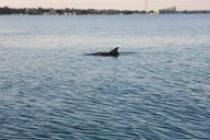 Destin Catamaran Sunset Cruise with Dolphin Watching thumbnail 6