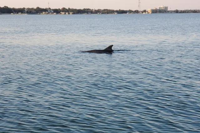 Destin Catamaran Sunset Cruise with Dolphin Watching - Image 6