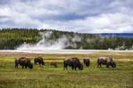 Yellowstone National Park Lower Loop Picnic Lunch Tour thumbnail 2
