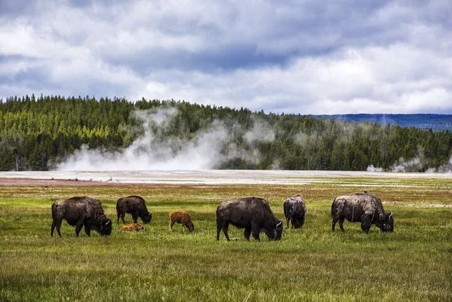 Yellowstone National Park Lower Loop Picnic Lunch Tour - Image 2