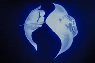 Kona Manta Night Snorkel thumbnail 4