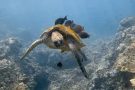 Maui Snorkel & Turtle Tour thumbnail 4