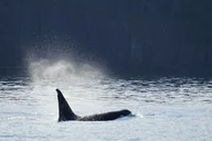 Orcas Island Orca Whale Tour thumbnail 6