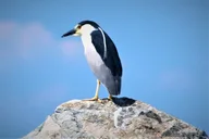 Cape May Birding By Boat thumbnail 5
