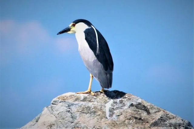 Cape May Birding By Boat - Image 5