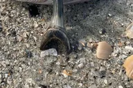 Charleston Shark-Tooth Hunt and Lighthouse Tour thumbnail 3