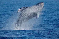 Kona Whale Watching Super-Raft Tour 2.5 hr thumbnail 1