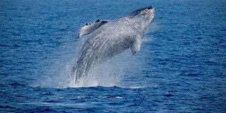 Kona Whale Watching Super-Raft Tour 2.5 hr
