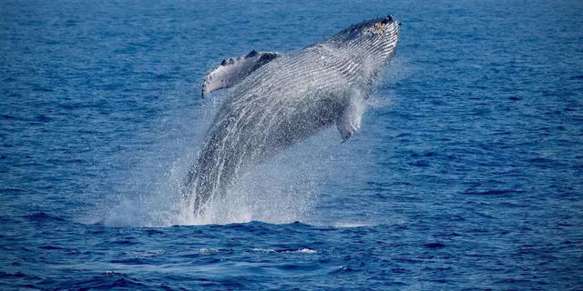 Kona Whale Watching Super-Raft Tour 2.5 hr - Image 1