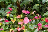 Hawaii Sightseeing Tour thumbnail 3
