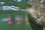 Crystal River Manatee Swim Tour with Free Photos thumbnail 1