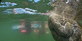 Crystal River Manatee Swim Tour with Free Photos