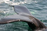 Miami Dolphin and Wildlife Watching Tour 1.5 hr thumbnail 4